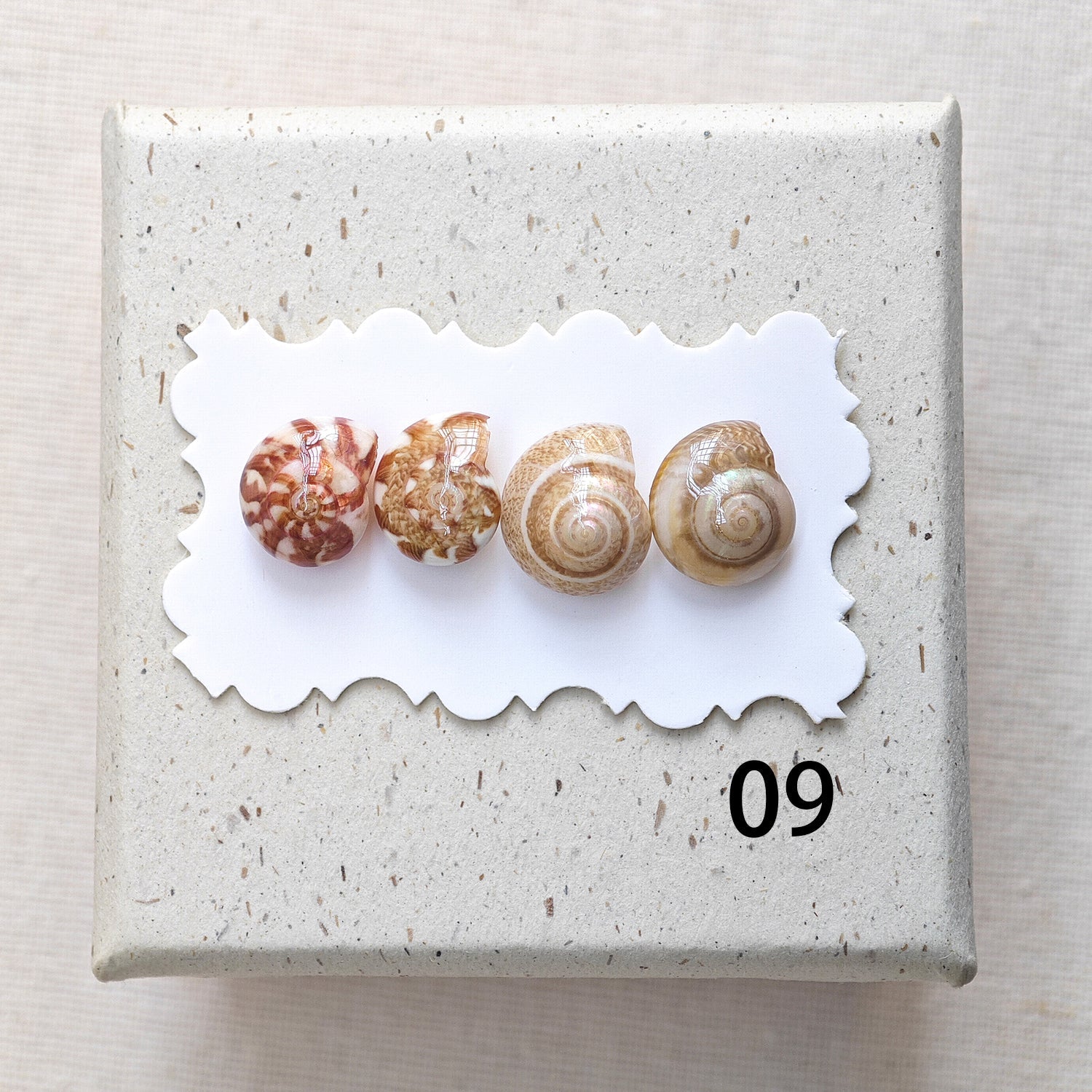 Rainbow Shell Earrings Set