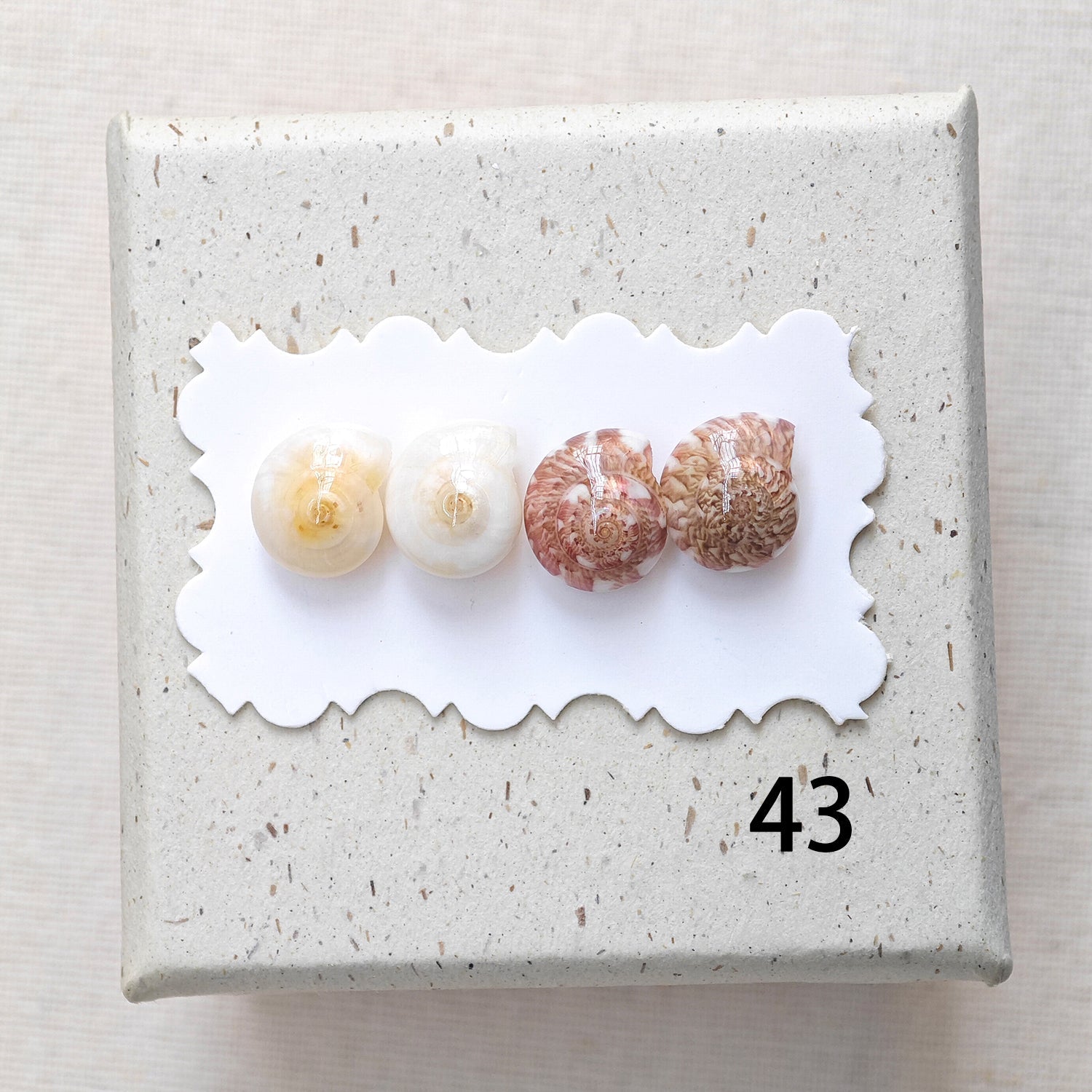 Rainbow Shell Earrings Set