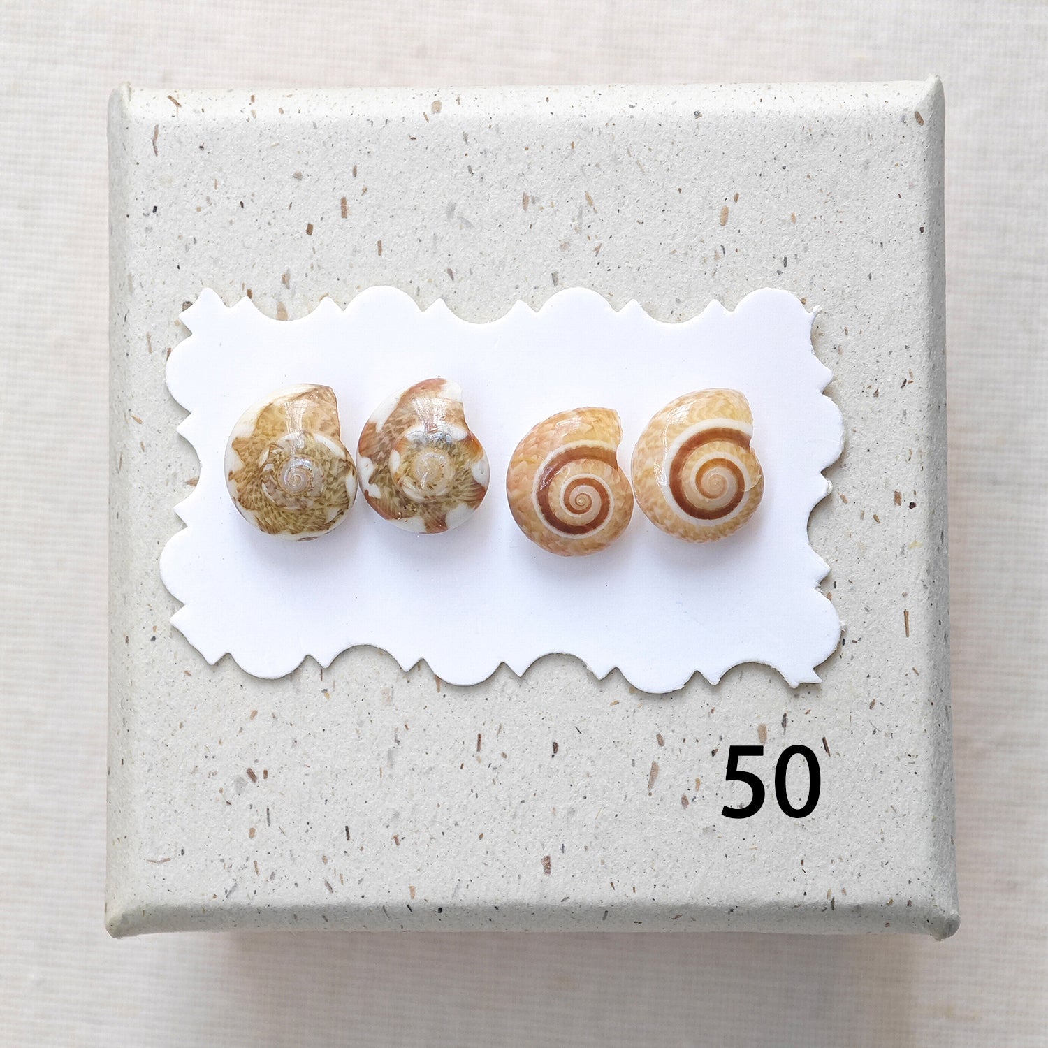 Rainbow Shell Earrings Set