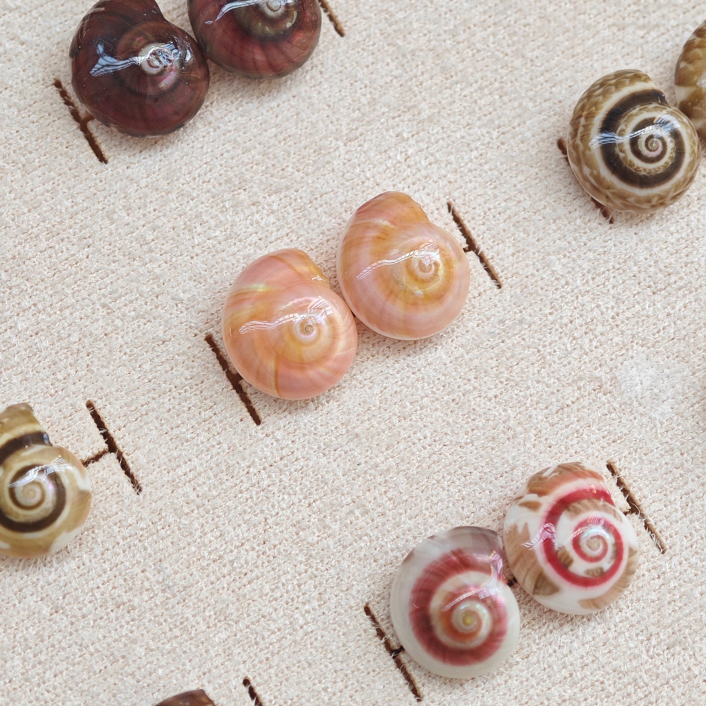 Rainbow Shell Earrings Set
