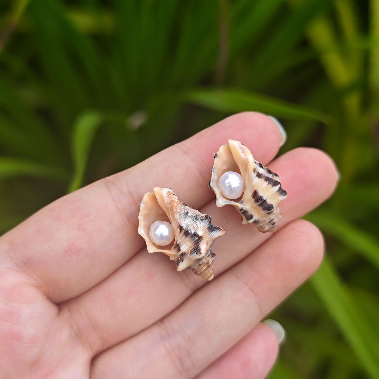 Small sea shell pearl stud earrings